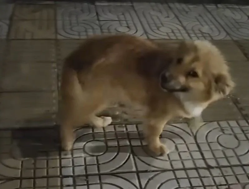 abandoneddog1jpg.webp