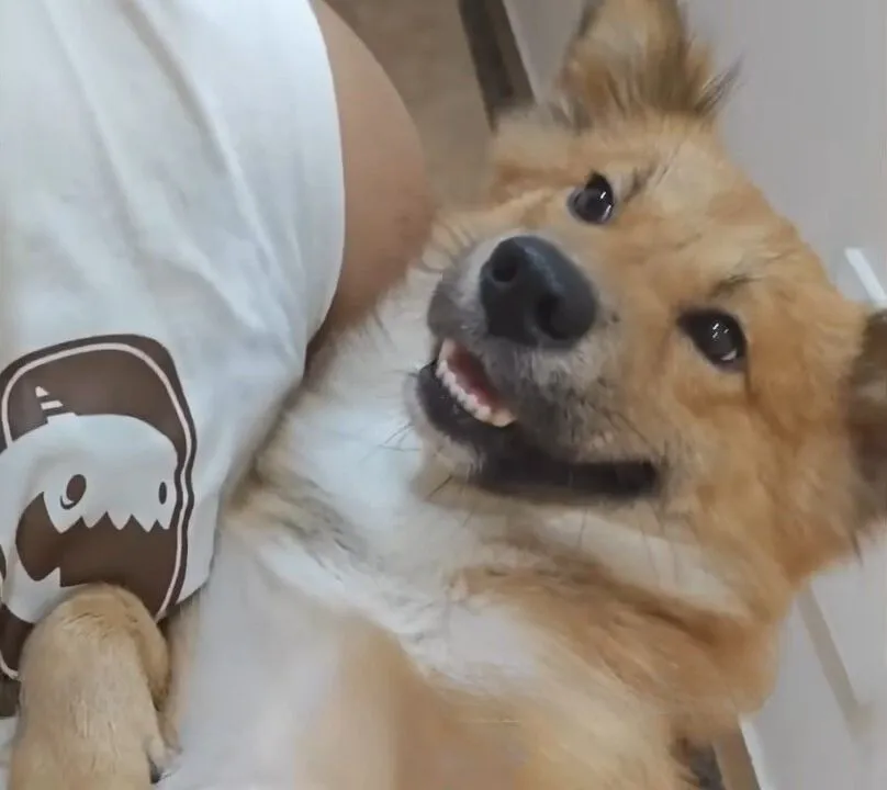 dogbeingheldjpg.webp