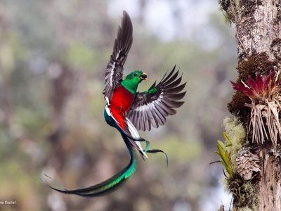 The Truth Behind That "Terrifying" Bird Photo Everyone's Sharing