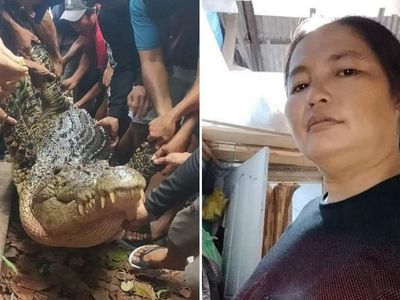 Crocodile surfaces with body of mum in its jaws after ...