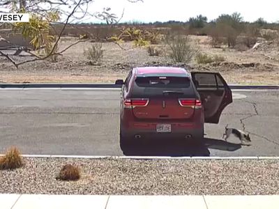 A soulless thing:' Dog dumped from car on Surprise street ...