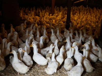 CDC ends emergency response to H5N1 bird flu | CNN
