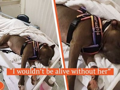Dog Saves Mother's Life and Refuses to Leave Hospital Bed While Doctors Fought for Her Life