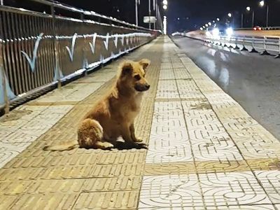 an Abandoned dog Waits at the Overpass Every Day, Convinced that his Owner  will Return