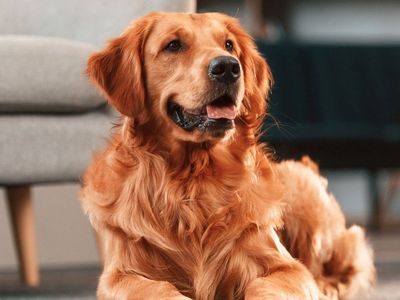 My Boyfriend Claimed the Locked Room In His Apartment Was 'Just for Storage' —
Then His Dog Led Me to the Truth