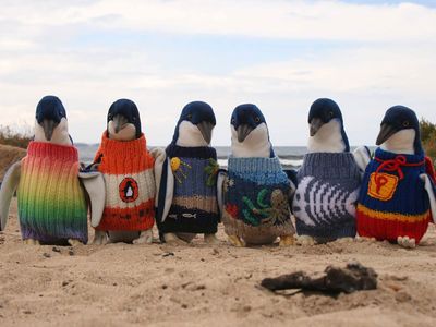 Australia's Oldest Man Knits Tiny Sweaters For Injured Penguins