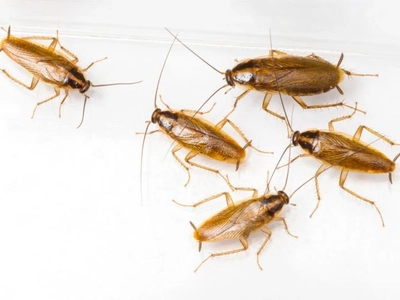 Cockroaches - San Mateo County Mosquito and Vector Control ...