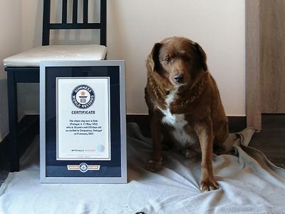 Bobi, world's oldest dog and Guinness Record holder, dead at 31