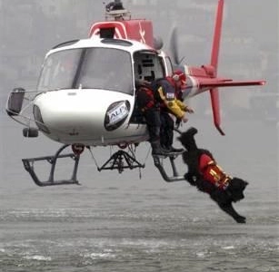 The Rescue Dog's Leap: How a Helicopter Jump Unveiled a Family Secret and Saved a Life