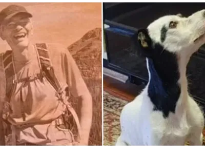 Loyal dog found alive by dead owner's body almost three ...