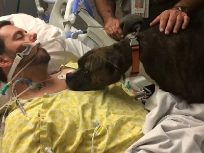 Dog visits dying owner in hospital to say goodbye