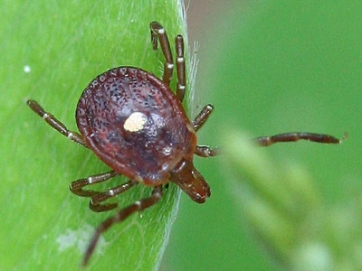 Bitten by the Lone Star Tick? Here’s What You Need to Know—and Do Immediately