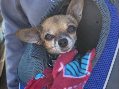 How a Quick Action Saved an Elderly Chihuahua’s Life – The Heroic Rescue That Restored Our Faith in Humanity