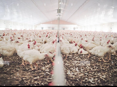 The Shocking Truth About Where This Popular Chinese Restaurant Gets Their Chicken