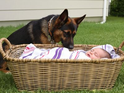 Man Hears His Dog Barking from Afar, Finds It Sitting near an Abandoned Baby
